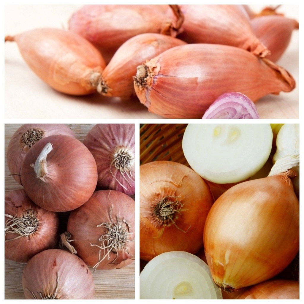 50 เมล็ด หอมหัวใหญ่ สายพันธุ์ หอมใหญ่ Cyklop Onion seeds มีคู่มือปลูก