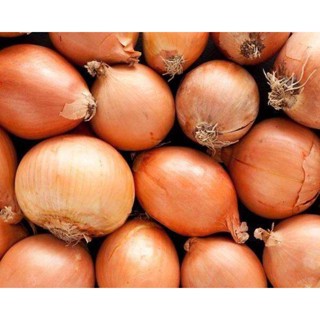 100 เมล็ด เมล็ดหอมหัวใหญ่ สายพันธุ์ หอมใหญ่ Agra ของแท้ 100% อัตรางอก 70-80% Onion seeds มีคู่มือปลูก