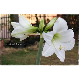 2 หัว/ชุด ว่านสีทิศฮอลแลนด์ Amaryllis Hippeastrum Alfrescoขนาดหัว 18-24 ซ.ม สินค้านำเข้า หัวแช่เย็นแล้ว หัวมีขนาดใหญ่