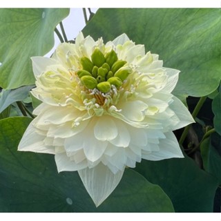 10 เมล็ดบัว สายพันธุ์ GOLDEN AUTUMN Lotuses Flower Seeds สีขาว บัวหลวงนอก บัวสาย บัวไหว้พระ ดอกใหญ่ ประดับบ้าน ตกแต่งสวน