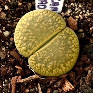 20 เมล็ด ไลทอป กระบองเพชร ไม้อวบน้ำ กุหลาบหิน แคคตัส สายพันธุ์ Lithops aucampiae Jackson’s Jade