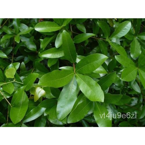 เมล็ด Laurel Oak Acorns Quercus Laurifolia 20เมล็ด ข้าวโพด