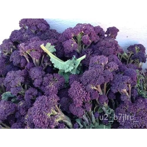 เมล็ด BROCCOLI 'Purple Sprouting' :) 1100  seeds. Heirloom. Fun. Instructions Inc x ข้าวโพด