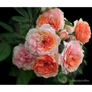 อินทรีย์็ด ใหม่็ด 30 ใหม่็ด ใหม่ กุหลาบพวง Floribunda Rose Seeds สีโอรส มะระหอม นำเข้าจากต่างประเทศ พร้อมคู่มื คะน้