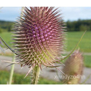 อินทรีย์็ด ใหม่็ด ใหม่ ทีเซล Dipsacus fullonum wild teasel 100 ใหม่็ด ใหม่นำเข้าจาก ยุโรป อัตราการใหม่ 90  มะระ