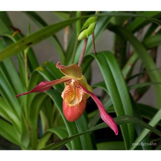 อินทรีย์็ด ใหม่็ด 30 ใหม่ Garden Seeds ใหม่็ดกล้วยไม้ กล้วยไม้ กล้วยไม้เอื้อง (Phragmipedium Orchids) Orchid flo ผักบุ้