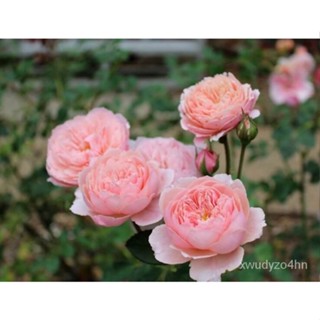 อินทรีย์็ด ใหม่็ด กุหลาบ ใหม่ The Alnwick Rose Seeds30 ใหม่ Garden Seed  มะระใมะระ่ สินค้านำเข้า ใหม่ มะระ