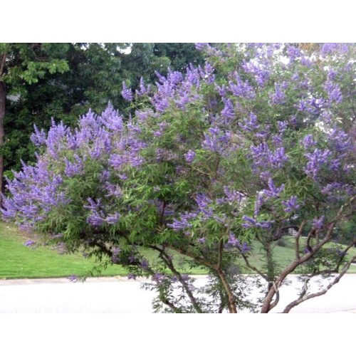 เมล็ด 25 Abbeville Blue chaste Tree SEED-Vitex agnus-castus Abbeville Blue & #039; ต้นอ่อน