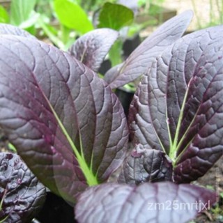 เมล็ด ปากชอย (F1แดง) ไฮบริด350เมล็ด (Brassica) คำแนะนำรวมอยู่ด้วย Xx ต้นอ่อน