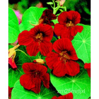 เมล็ด แบรนด์ใหม่! 35สีแดง Nasturtium เมล็ดต้นอ่อนไม้/Re-Sowing ปี ต้นอ่อน