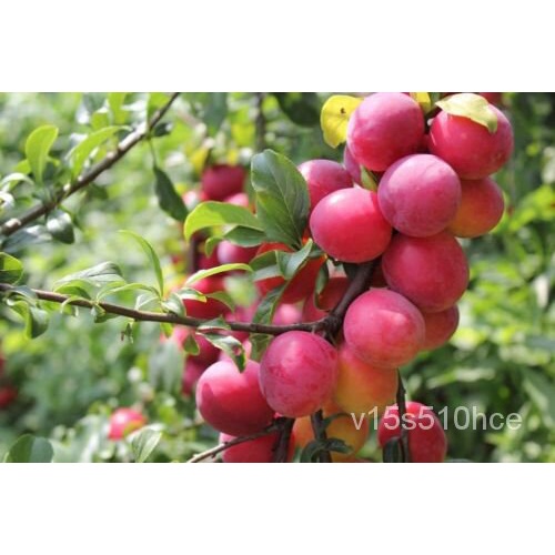 เมล็ด 10 Prunes Tree Seeds For Planting Prunus Made In USA Iowa Ship แตง