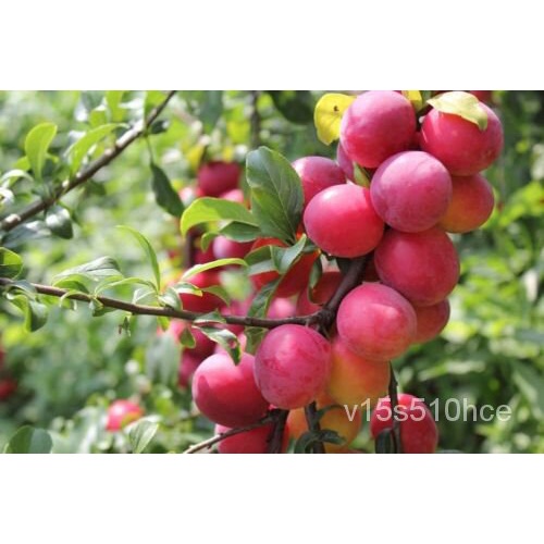 เมล็ด 10 Prunes Tree Seeds For Planting Prunus Made In USA Iowa Ship แตง