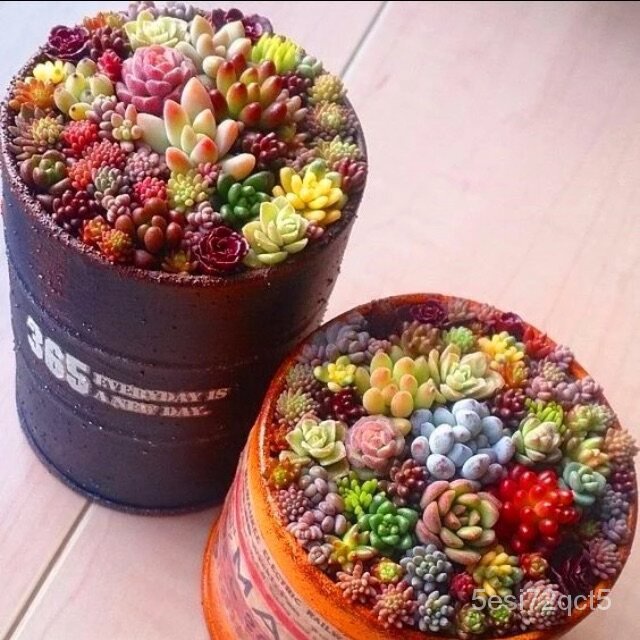 อินทรีย์็ด อินทรีย์็ด succulent plants 100ชิ้น / แพ็ค พืชอวบน้ำ บาทไม้ประดับ อินทรีย์ ไม้ประดับ plan