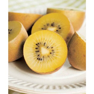 อินทรีย์็ด ใหม่็ด ใหม่ กีวี่สีทอง (Golden Kiwi Seeds) ใหม่ ง่าย