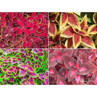 อินทรีย์็ด ใหม่็ด 50 ใหม่็ด ใหม่ ฤาษีผสม Coleus Seeds อัตราใหม่ 80-90% มีคู่มือใหม่ ใหม่ ง่าย