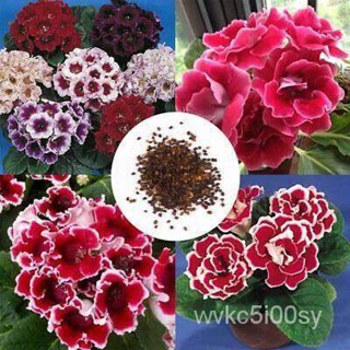 อินทรีย์็ด ใหม่็ด 25 ใหม่ ใหม่็ด กุหลาบนางฟ้า Gloxinia Seeds อัตราการใหม่ 80-85% ใหม่ ง่าย