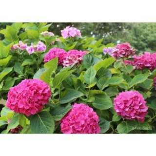 อินทรีย์็ด ใหม่็ด 20 ใหม่็ด ใหม่็ดไฮเดรนเจีย Hydrangea Seeds สีชมพูบานเย็น ไฮเดรนเยียสายใหม่ฝรั่งเศส ของแท้ 100% ผักบุ้