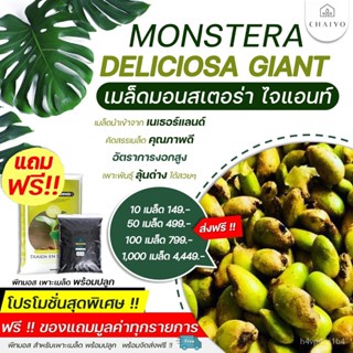 อินทรีย์็ด ใหม่็ด ใหม่็ดมอนสเตอร่าไจแอนท์  พร้อมส่งฟรี !! (Monstera Deliciosa Seeds) นำเข้าเนเธอร์แลนด์ 10 - 100 ผักบุ้