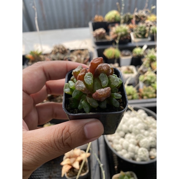 Haworthia trungata VT-4