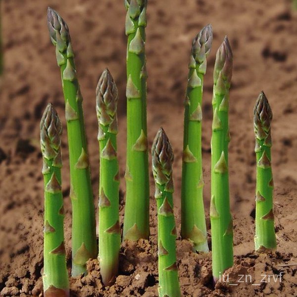 20 pcs Seeds Green White Asparagus Seed Asparagus Organic Vegetable seeds เมล็ดพันธ/งอก ปลูก/งอก เ/ง