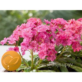 10 สีแดงcotyledonทับทิม Lewisia flowersเมล็ด Elise  FBH2