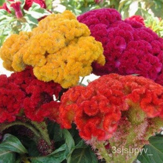  ที่ไม่ใช่จีเอ็มโอ  ผสมจัดส่งฟรี |   花เมล็ด1276seedCristata  Celosia ||种子|  DR1O