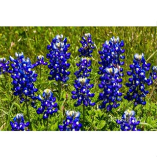 Bluebonnetจัดส่งฟรีสำหรับผู้ขาย   สหรัฐอเมริกา ! Lupinus100+Texensis{เมล็ดTexas} seeds I4UE