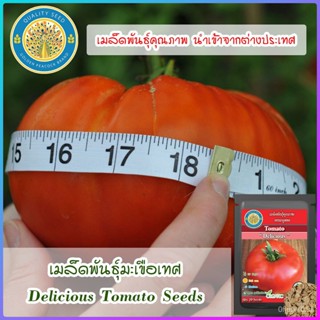 เมล็ด ใหม่็ด ใหม่เพาะเทศ (Delicious Tomato Seeds) ใหม่ เพาะ