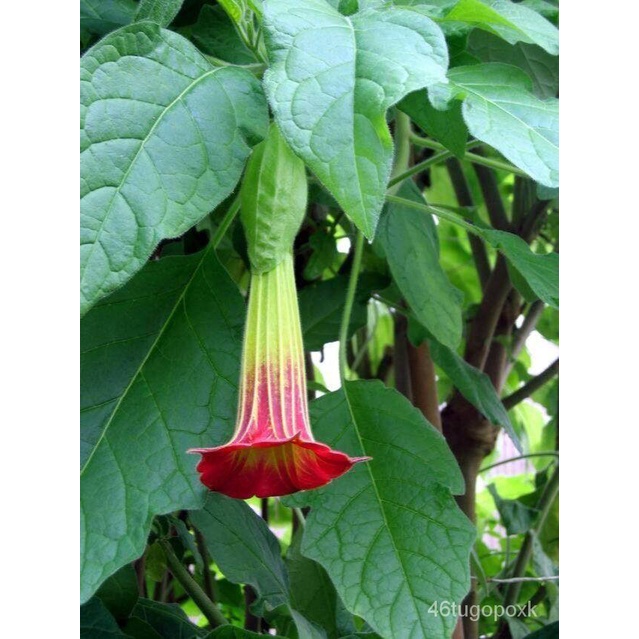 เมล็ด ใหม่็ด 30 ใหม่ ใหม่็ด ใหม่ เพาะเพาะระฆัง เพาะลำโพง แตรนางฟ้า Datura metel L. Angel Trumpet See