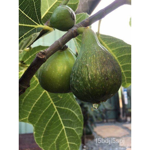 เมล็ด ใหม่็ด มะเดื่อฝรั่งสายใหม่ Corky’s Honey Delight fig 1 เพาะ เพาะฟิกส์ "ทาบกิ่ง" ผลไม้ช่วยลดน้ำหนัก โต