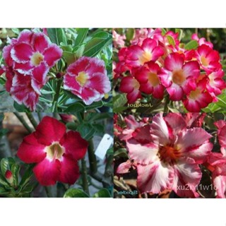 เมล็ด เมล็ด 12 เมล็ด อินทรีย์ ชวนชม สายอินทรีย์ฮอลแลนด์ อินทรีย์สี Adenium Seeds กุหลาบทะเลทราย D ผักบุ้