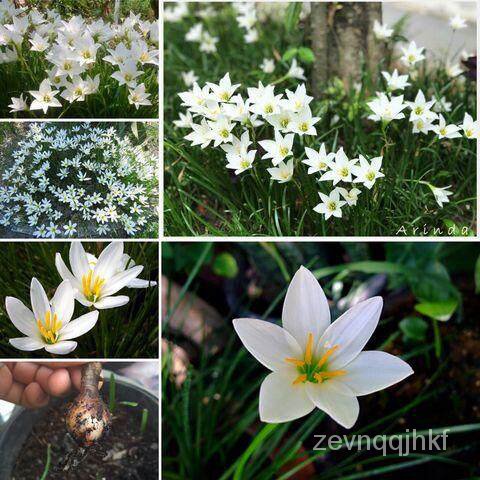 เมล็ด ถูก็ด 20 หัว/เพาะ บัวดิน สีขาว (Zephyranthes grandiflora) ชื่ออื่นๆ ว่านขุนแผนสะกดทัพ, บัวจีน, บัวฝรั่ ผักบุ้