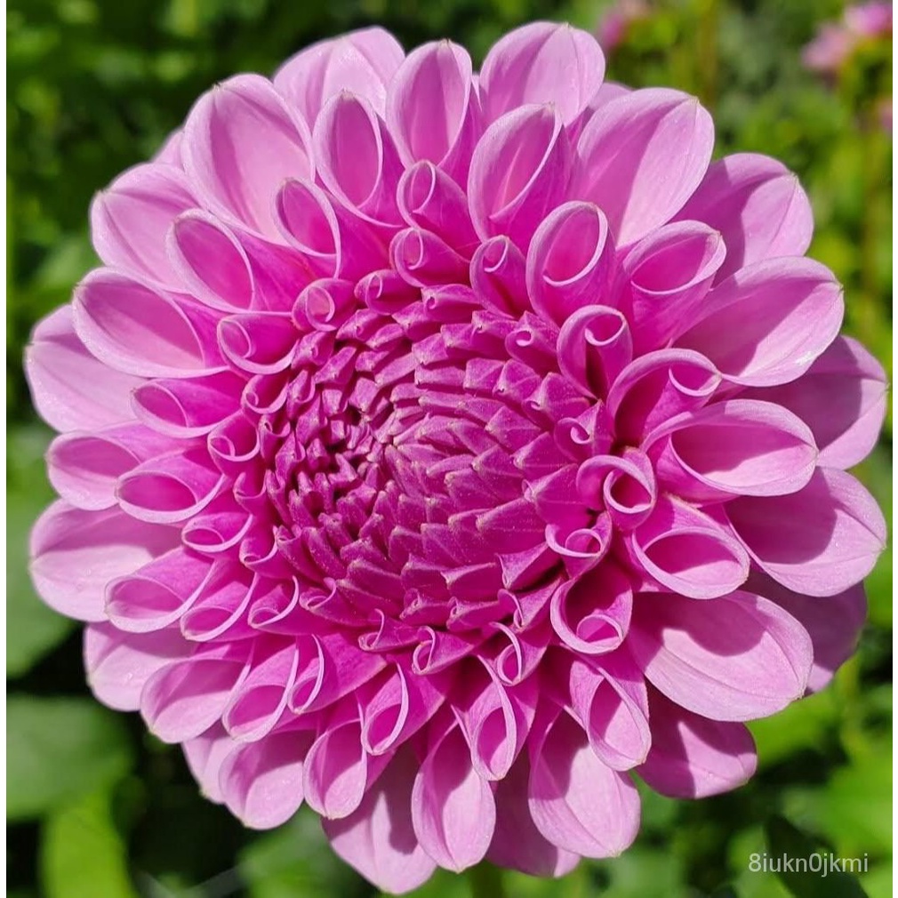 เมล็ด ใหม่็ด 1 เหง้า/ชุุด รักเร่ Dahlia Bulb สายใหม่ Shirley Yeoman หัวรักเร่ เพาะไม้ เพาะรักเร่ เหง