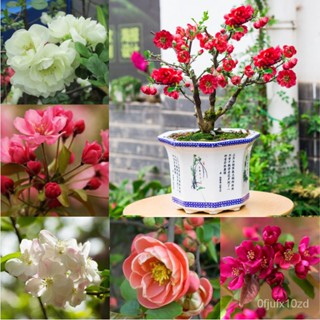 เมล็ด ใหม่็ด บอนสี บอนสีสวยๆ เพาะไห่ถังกระถาง 100-150 ใหม่็ด Malus spectabilis Flower Seeds บอนสีหายาก ใหม่  ผั