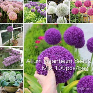 เมล็ด เมล็ด เมล็ดบอนสีสวยๆ 100เมล็ด Mix Allium Giganteum Seed Flower Seed Flowers Plants See ผักบุ้