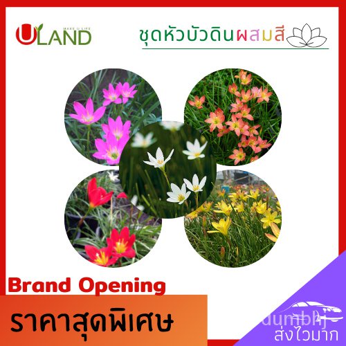 เมล็ด Uland เพาะหัวบัวดิน หัวบัวดิน ใหม่สี 10 หัว เพาะ 1 หัว หัวแข็งแรง เหง้าบัวดิน เพาะสวย ลุ้นสี ออกด ผั