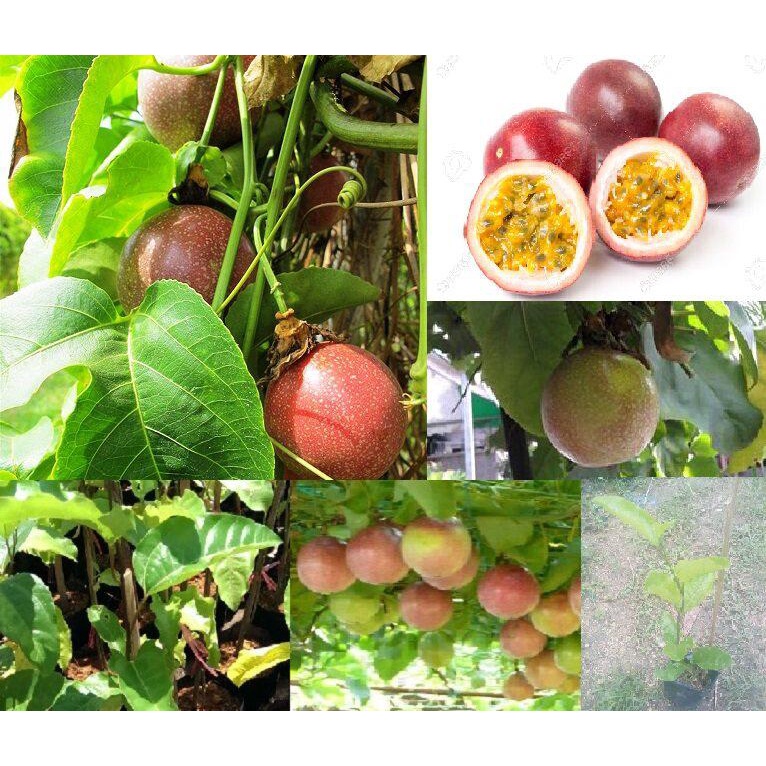 Local Ready Stock 50 PCS RED Passion Fruit Sapling seeds Fruit seeds Tree Flower Living cheap bonsai