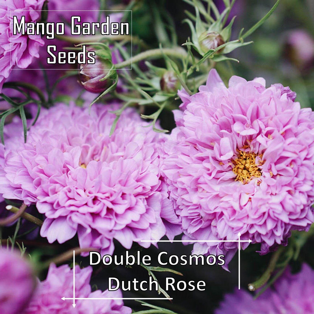 Dutch Rose Double Cosmos seeds-50 SEED * Friendly POT * Plant Flower pots Cosmos อันนี้-MANGO Garden