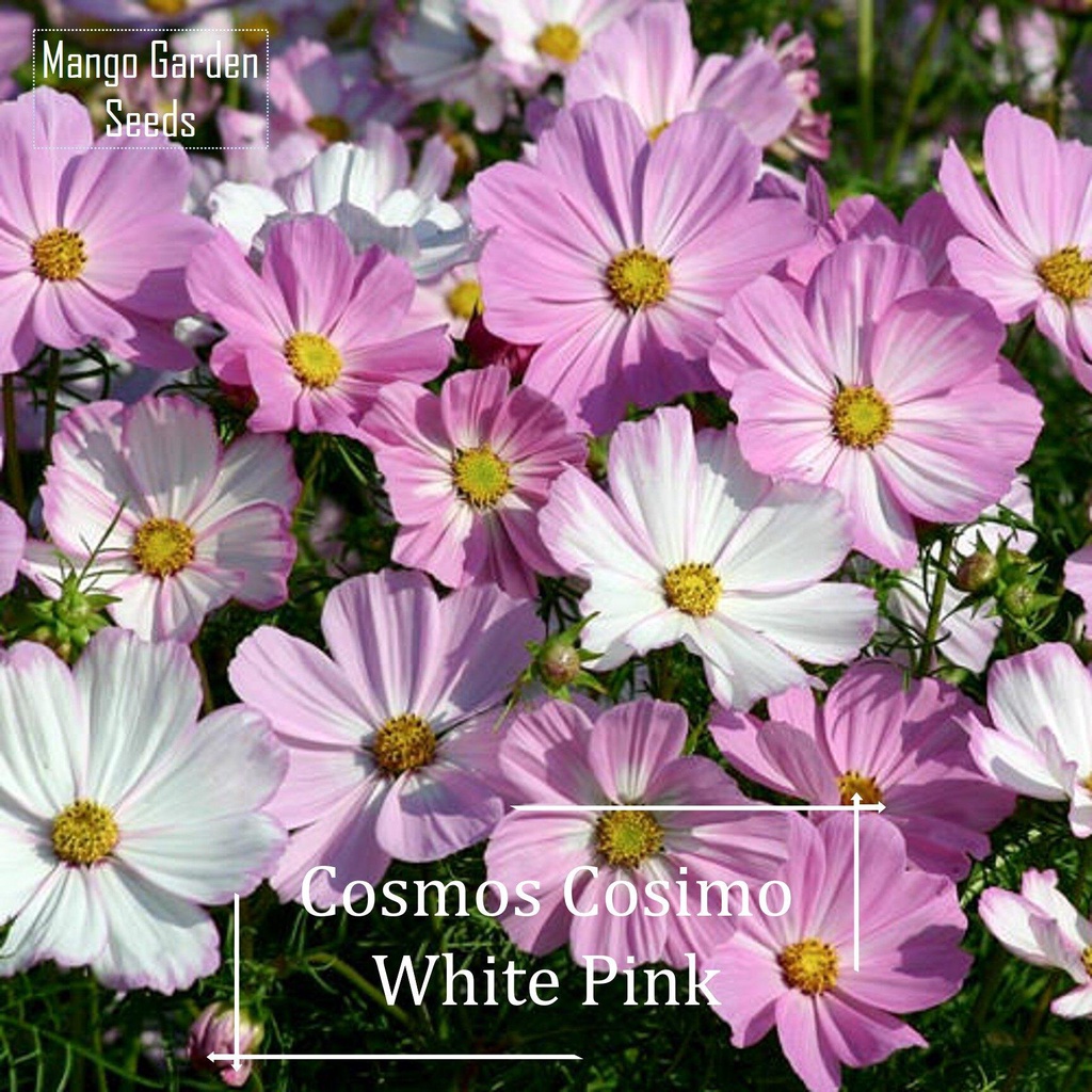 *Rare *cosmos White Pink Flower seeds-50 SEED * POT Friendly *