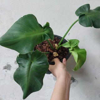 ฟิโลเดนดรอนหนังหมู Philodendron Rugosum ใบใหญ่ กลายร่างแล้ว ได้ต้นตามภาพ