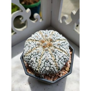 กระบองเพชร แคคตัส แอสโตรไฟตั้มซุปเปอร์ อยู่ในกระถาง 3-4 นิ้ว พร้อมส่ง
