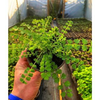 Salad Burnet Green  20 เมล็ด พร้อมวิธีการปลูก เมล็ดอัตรางอกดี ภาพจริงจากที่บ้าน