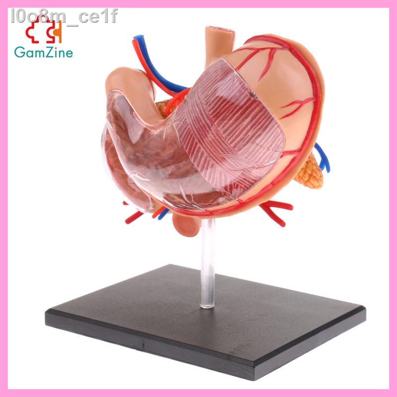 [NANA] Human Anatomy Model - 4D Vison Stomach Contains 22 Detachable Parts and Display