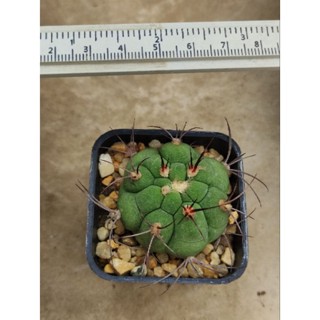 ยิมโนGymnocalycium pflanzai