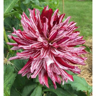 1 หัว /ชุุด เหง้า ต้นรักเร่ Dahlia สายพันธุ์ super belle สีม่วง หัวรักเร่ ดอกรักเร่ รักแรกพบ เฟิร์สเลิฟ