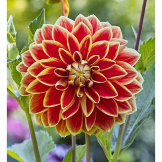 1 หัว /ชุุด เหง้า ต้นรักเร่ Dahlia สายพันธุ์ Maxime สีส้ม หัวรักเร่ ดอกรักเร่ รักแรกพบ เฟิร์สเลิฟ