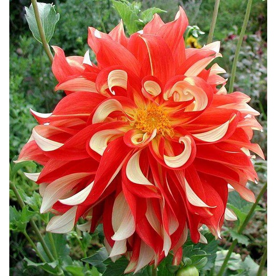 1 หัว /ชุุด เหง้า ต้นรักเร่ Dahlia สายพันธุ์ Orange Cream สีส้ม หัวรักเร่ ดอกรักเร่ รักแรกพบ เฟิร์สเลิฟ