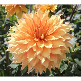 1 หัว /ชุุด เหง้า ต้นรักเร่ Dahlia สายพันธุ์ Hamari Gold สีส้ม หัวรักเร่ ดอกรักเร่ รักแรกพบ เฟิร์สเลิฟ