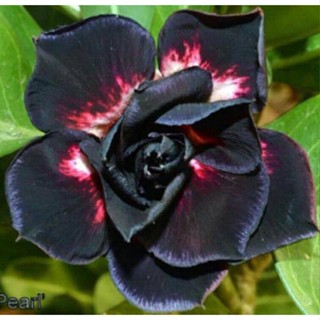 5 เมล็ดพันธุ์ ชวนชม ลูกผสมไฮบริด สายพันธุ์ Black Noir  สีดำ กุหลาบทะเลทราย Adenium seed