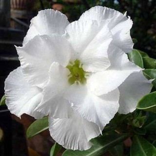 5 เมล็ดพันธุ์ ชวนชม ลูกผสมไฮบริด สายพันธุ์ double white สีขาว กุหลาบทะเลทราย Adenium seed